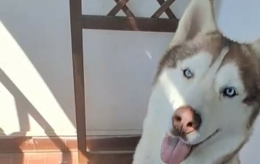 Sampierdarena, Husky legato sul balcone: scatta il sequestro per maltrattamento, denunciato un 54enne