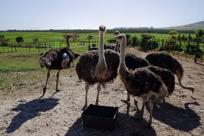 Carnedistruzzo.it, l'e-commerce ideale per acquistare la carne di struzzo Carnedistruzzo.it, l'e-commerce ideale per acquistare la carne di struzzo