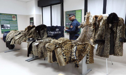 L’operazione dei Carabinieri Forestali: sequestrate 11 pellicce di felini selvatici L’operazione dei Carabinieri Forestali: sequestrate 11 pellicce di felini selvatici