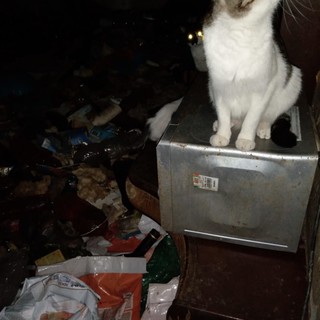 19 fra cani e gatti sequestrati alla proprietaria dalle guardie zoofile: gli animali erano tenuti chiusi in un appartamento sommerso da rifiuti e insetti (FOTO) 19 fra cani e gatti sequestrati alla proprietaria dalle guardie zoofile: gli animali erano tenuti chiusi in un appartamento sommerso da rifiuti e insetti (FOTO)