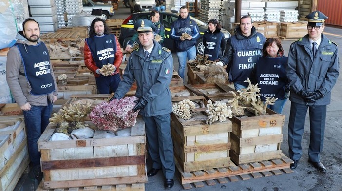 Mega sequestro di coralli da collezione nel porto di Genova