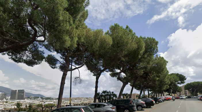 Verde pubblico, due alberi a rischio crollo in corso Podestà a Carignano: saranno sostituiti con pini d'Aleppo a ottobre