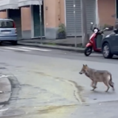 Lupi in città, lo zoologo Marsan: "Non si diano risposte da far west, non ce n'è bisogno"