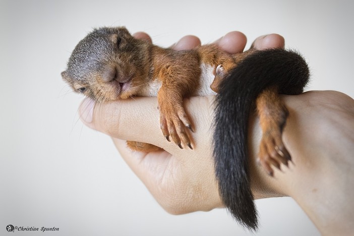 'Sos Animali Selvatici ed Esotici': incontro pubblico con Riccardo Rossi