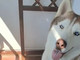 Sampierdarena, Husky legato sul balcone: scatta il sequestro per maltrattamento, denunciato un 54enne