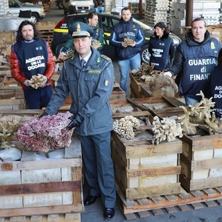 Mega sequestro di coralli da collezione nel porto di Genova
