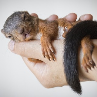 'Sos Animali Selvatici ed Esotici': incontro pubblico con Riccardo Rossi