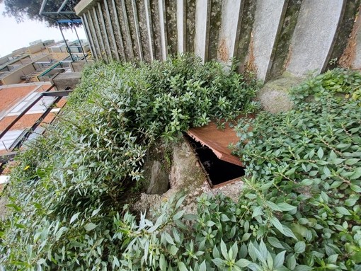 Sversamento di liquami in via del Fossato a Sampierdarena, vegetazione a rischio e cattivi odori