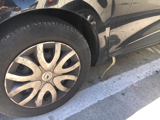 Terminal traghetti: trovato serpente in un'auto parcheggiata