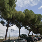 Verde pubblico, due alberi a rischio crollo in corso Podestà a Carignano: saranno sostituiti con pini d'Aleppo a ottobre