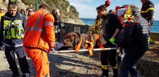 Portofino: cane precipita dalla scogliera e viene salvato dai pompieri Portofino: cane precipita dalla scogliera e viene salvato dai pompieri