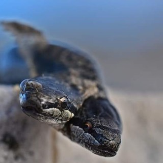 Valle Scrivia, trovato un raro esemplare di serpente a due teste