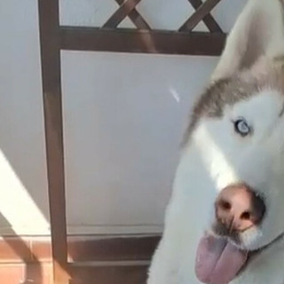 Sampierdarena, Husky legato sul balcone: scatta il sequestro per maltrattamento, denunciato un 54enne