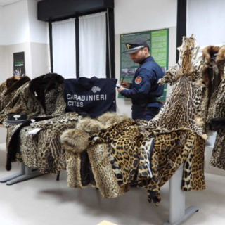 L’operazione dei Carabinieri Forestali: sequestrate 11 pellicce di felini selvatici L’operazione dei Carabinieri Forestali: sequestrate 11 pellicce di felini selvatici