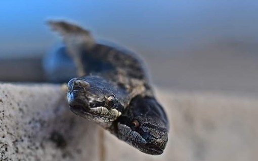 Valle Scrivia, trovato un raro esemplare di serpente a due teste Valle Scrivia, trovato un raro esemplare di serpente a due teste