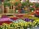 Made in Italy, Ccoldiretti: "Con 832 mln record export piante e fiori"