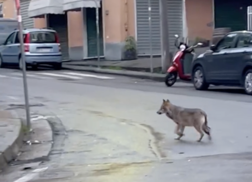Lupi in città, lo zoologo Marsan: "Non si diano risposte da far west, non ce n'è bisogno"