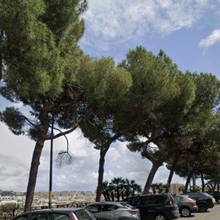 Verde pubblico, due alberi a rischio crollo in corso Podestà a Carignano: saranno sostituiti con pini d'Aleppo a ottobre