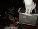 19 fra cani e gatti sequestrati alla proprietaria dalle guardie zoofile: gli animali erano tenuti chiusi in un appartamento sommerso da rifiuti e insetti (FOTO)