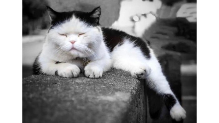 Boccadasse, luogo "sincero" e poetico, patria del gattone “mugugnone” Seppia, star di Pixar