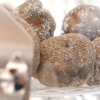 Torna il tartufo in centro storico con Tartufando 2020