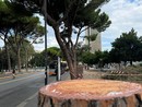 Alberi e verde urbano, durissima replica degli ambientalisti a Piciocchi: “Dichiarazioni inaccettabili” Alberi e verde urbano, durissima replica degli ambientalisti a Piciocchi: “Dichiarazioni inaccettabili”