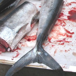 Sospesa per legge la pesca ricreativa del tonno rosso