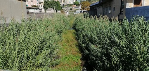 Ponente, ennesimo appello del Municipio per la pulizia dei torrenti Ponente, ennesimo appello del Municipio per la pulizia dei torrenti