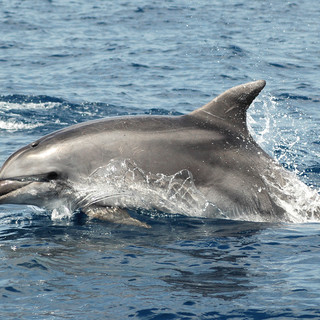 L'Acquario di Genova ospita il corso di formazione per osservatori di mammiferi marini e operatori di sistemi di monitoraggio acustico passivo