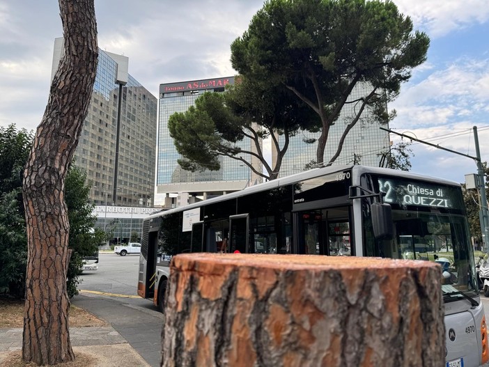 Verde pubblico, ‘Nuova Ecologia’ mette spalle al muro il Comune con le sue quattordici domande: “Il censimento degli alberi è un obbligo, regolamento disatteso” Verde pubblico, ‘Nuova Ecologia’ mette spalle al muro il Comune con le sue quattordici domande: “Il censimento degli alberi è un obbligo, regolamento disatteso”