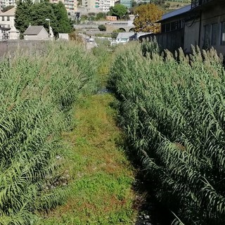 Ponente, ennesimo appello del Municipio per la pulizia dei torrenti