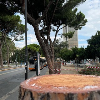 Alberi e verde urbano, durissima replica degli ambientalisti a Piciocchi: “Dichiarazioni inaccettabili”