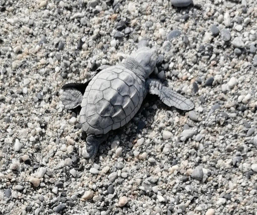 Nidi di tartaruga Caretta in Liguria: incontri e approfondimenti per coinvolgere cittadini e turisti