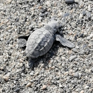 Nidi di tartaruga Caretta in Liguria: incontri e approfondimenti per coinvolgere cittadini e turisti