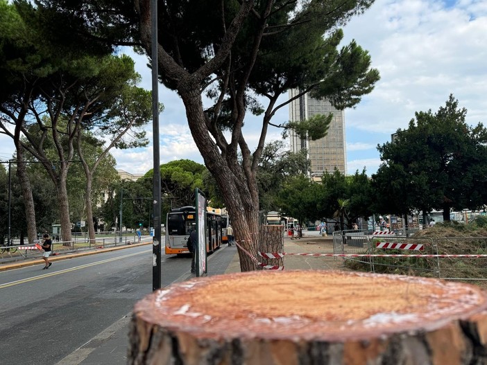 Alberi e verde urbano, durissima replica degli ambientalisti a Piciocchi: “Dichiarazioni inaccettabili” Alberi e verde urbano, durissima replica degli ambientalisti a Piciocchi: “Dichiarazioni inaccettabili”