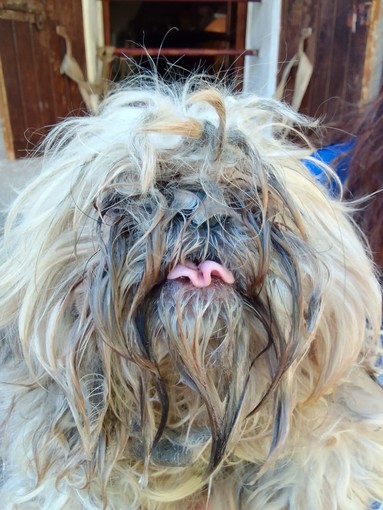 Trasta, 15 cani e 4 gatti salvati dalle guardie zoofile dell'Oipa (Foto e video)