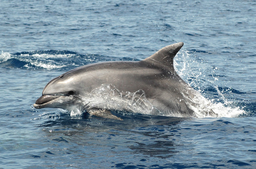 L'Acquario di Genova ospita il corso di formazione per osservatori di mammiferi marini e operatori di sistemi di monitoraggio acustico passivo