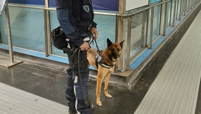 Sulla metropolitana con un chilo e mezzo di funghi allucinogeni e due sacchetti di marijuana: il cane Maqui lo scopre e scatta l’arresto Sulla metropolitana con un chilo e mezzo di funghi allucinogeni e due sacchetti di marijuana: il cane Maqui lo scopre e scatta l’arresto