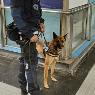Sulla metropolitana con un chilo e mezzo di funghi allucinogeni e due sacchetti di marijuana: il cane Maqui lo scopre e scatta l’arresto