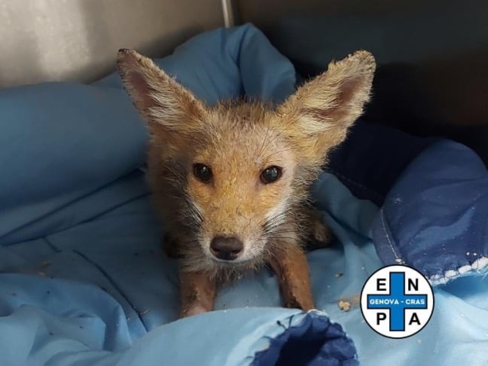 La volpe salvata e portata al Cras di Genova La volpe salvata e portata al Cras di Genova