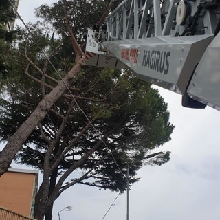 Continuano gli interventi dei vigili del fuoco a causa del forte vento