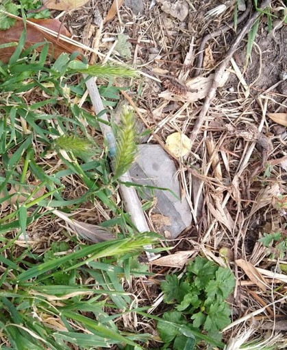 Ancora siringhe a Villa Imperiale. Gli ‘Amici’: “Speriamo che il nostro allarme non rimanga ancora inascoltato” Ancora siringhe a Villa Imperiale. Gli ‘Amici’: “Speriamo che il nostro allarme non rimanga ancora inascoltato”