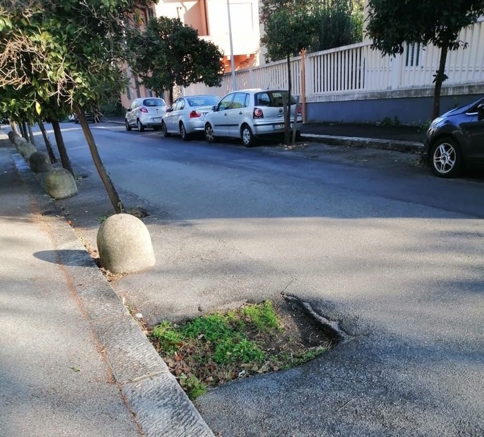 Pegli, ritornano gli aranci in viale Modugno
