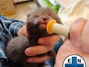 Fortunata, il cucciolo di volpe salvato sulle alture genovesi