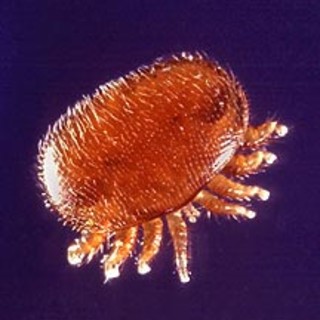 Nella foto (fonte Wikipedia): l'acaro varroa destructor