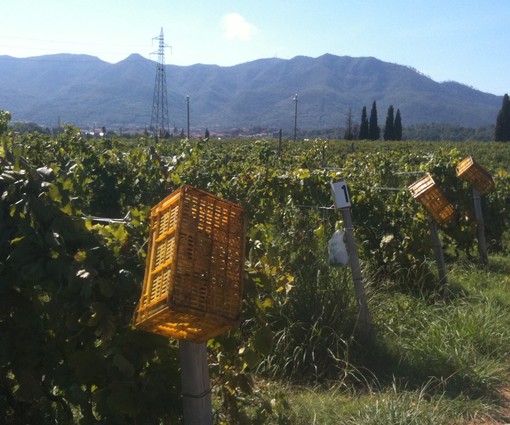 La Liguria festeggia l'autunno, ottima annata per uva, olive, funghi e castagne La Liguria festeggia l'autunno, ottima annata per uva, olive, funghi e castagne