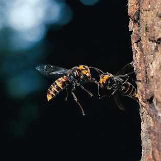 Allarme calabrone gigante asiatico, avvistato a Borgoratti