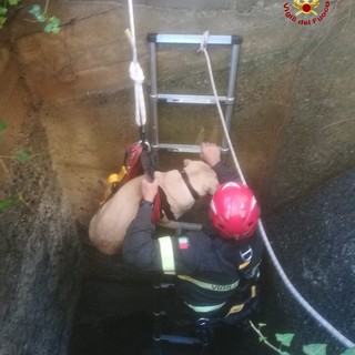 Arenzano, i vigili del fuoco salvano due cani caduti in un pozzo Arenzano, i vigili del fuoco salvano due cani caduti in un pozzo