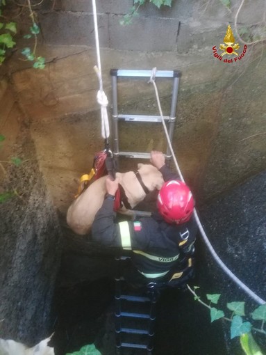 Arenzano, i vigili del fuoco salvano due cani caduti in un pozzo Arenzano, i vigili del fuoco salvano due cani caduti in un pozzo