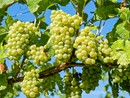 Dopo un anno difficile la vendemmia 2025 promette bene: “Buone sensazioni per qualità e quantità”
